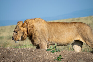 Lions in the Serengeti, Tanzania, Africa