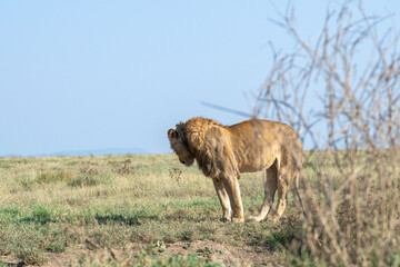 Lions in the Serengeti, Tanzania, Africa