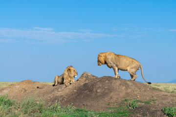 Fototapeta premium Lions in the Serengeti, Tanzania, Africa