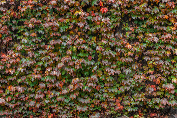 Natural green ivy leaves growing vertically on the wall in the form of a garden can be used as a background or wallpaper. Background with the texture of colored leaves on the wall. A wall of green ivy