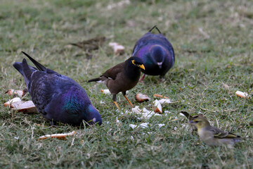 Un martin triste et des pigeons