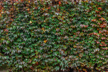 Background with the texture of colored leaves on the wall. Natural green ivy leaves growing...