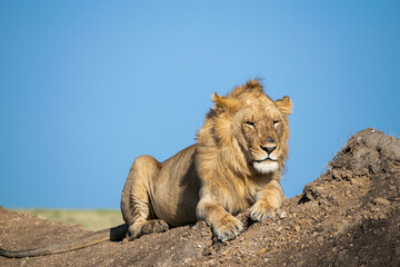 Lions in the Serengeti, Tanzania, Africa