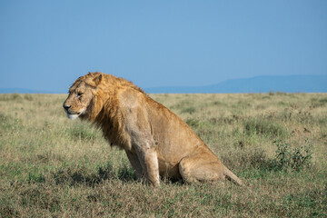 Lions in the Serengeti, Tanzania, Africa