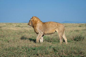 Lions in the Serengeti, Tanzania, Africa