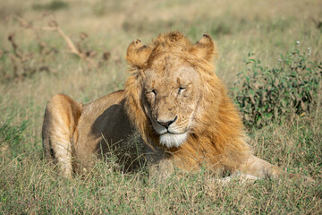 Fototapeta premium Lions in the Serengeti, Tanzania, Africa