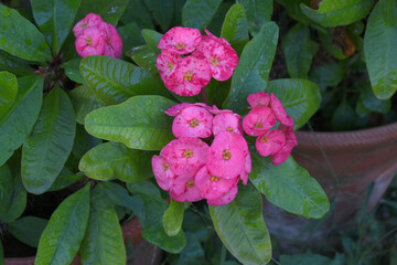 Close up of beautiful red Euphorbia milii, the crown of thorns, called Corona de Cristo. Crown of thorn flower. red Euphorbia milii flower in the garden, Blooming Euphorbia milii, bunch flowers shot