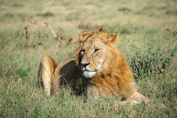 Lions in the Serengeti, Tanzania, Africa