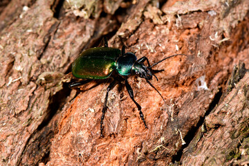 Großer Puppenräuber // Forest caterpillar hunter  (Calosoma sycophanta)