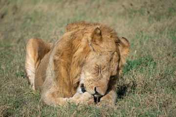 Lions in the Serengeti, Tanzania, Africa