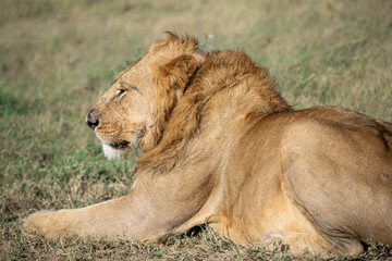 Lions in the Serengeti, Tanzania, Africa