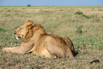Lions in the Serengeti, Tanzania, Africa