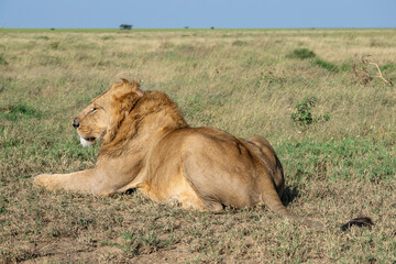 Lions in the Serengeti, Tanzania, Africa