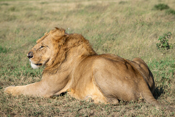 Lions in the Serengeti, Tanzania, Africa