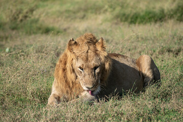 Lions in the Serengeti, Tanzania, Africa