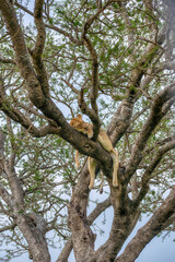 Fototapeta premium Lions in the Serengeti, Tanzania, Africa