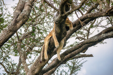 Lions in the Serengeti, Tanzania, Africa