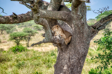 Lions in the Serengeti, Tanzania, Africa