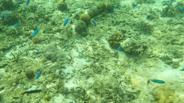 Allen's damsel fish swim in Coral reef underwater in tropical areas