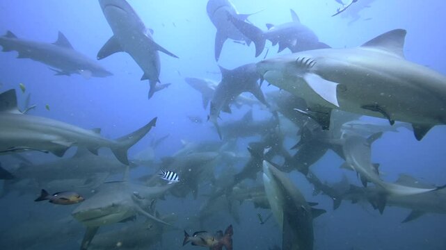 Schooling Bull Sharks on Shark Dive in Fiji