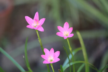 pink flower in the garden