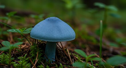 A rare blue milk cap mushroom with its unique blue coloration standing out in the forest