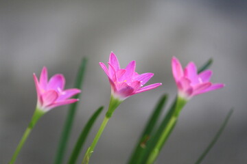 close up of pink flower