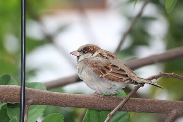 small fat cute sparrow on a branch