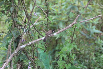brown color small bird on a tree branch