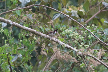 brown color small bird on a tree branch
