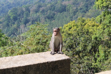 the monkey is sitting on the rock