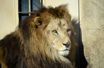 ライオン