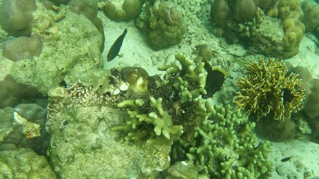 barred filefish fish swim in Coral reef underwater in tropical areas
