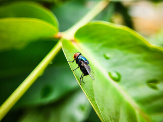 Cochliomyia hominivorax, the New World screw-worm fly, or screw-worm for short, is a species of parasitic fly that is well known for the way in which its larvae (maggots) eat the living tissue.
