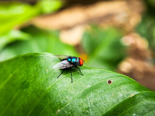 Cochliomyia hominivorax, the New World screw-worm fly, or screw-worm for short, is a species of...