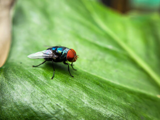 Cochliomyia hominivorax, the New World screw-worm fly, or screw-worm for short, is a species of parasitic fly that is well known for the way in which its larvae (maggots) eat the living tissue.