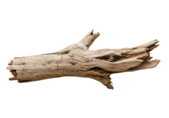 Dried bare tree branch with intricate details isolated on white background