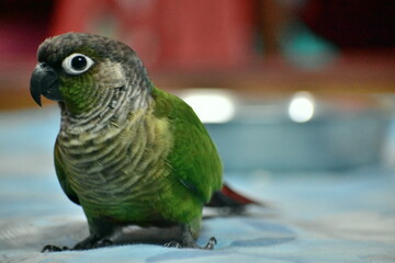 Charming and curious, this vibrant Green-cheeked parakeet captures hearts with its playful gaze and lively demeanor.