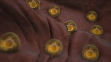 Egg Follicle Growth Within the Ovary