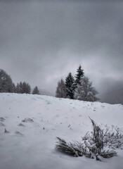 gloomy winter harsh day, trees huddle on the edge of the slope