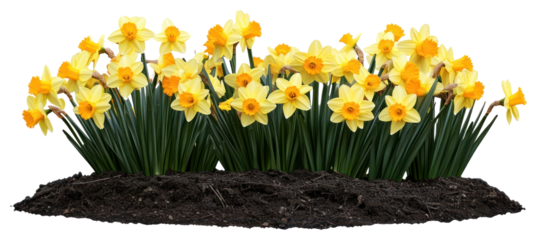 PNG Daffodil flower bed daffodils garden garden flowers.