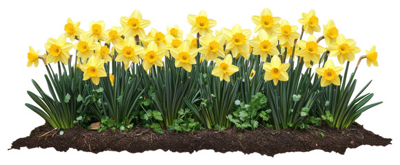 PNG Daffodil flower bed daffodils garden botanical. © Rawpixel.com