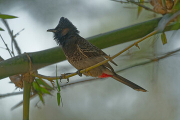 Red vented bulbul