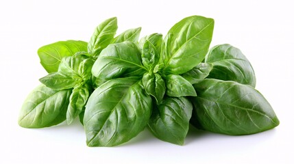 Obraz premium Fresh basil leaves arranged together, showcasing their vibrant green color and smooth texture, ideal for culinary use or as an aromatic herb.
