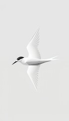 Fototapeta premium Elegant White Bird in Flight Against a Minimalist Background