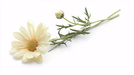 A delicate white daisy flower with a budding bloom and green stem, set against a plain background.