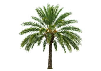 Green tropical palm tree isolated on white background