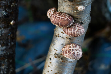 栽培中のしいたけ
