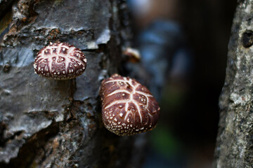 栽培中のしいたけ