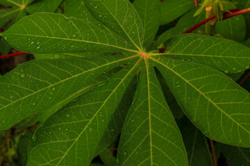 close up of a green leaf of cassava